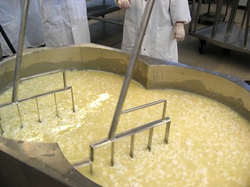 making cheddar cheese, cooking and stirring the curds