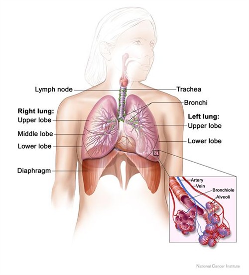 Lungs and diaphragm