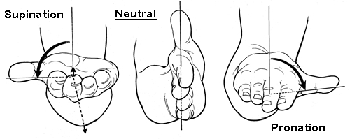 Supination and Pronation of the Forearm and Hand