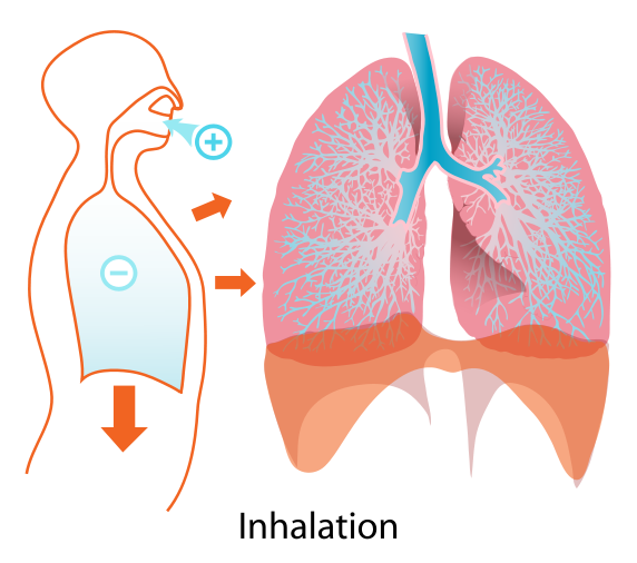 Lung inhalation breathing diagram