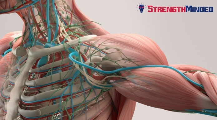 upper extremity muscles, veins, illustration