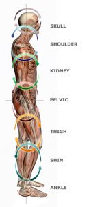 Open vs. Close Chain Exercise: The Kinetic Chain in Biomechanics ...